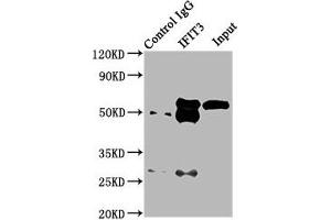Immunoprecipitating IFIT3 in HepG2 whole cell lysate Lane 1: Rabbit control IgG (1 μg) instead of ABIN7156671 in HepG2 whole cell lysate.