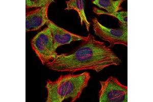 Immunofluorescence (IF) image for anti-Neurofilament, Light Polypeptide (NEFL) antibody (ABIN1108416) (NEFL 抗体)
