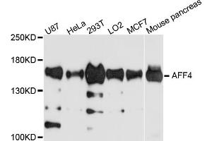 Western blot analysis of extracts of various cell lines, using AFF4 antibody (ABIN5972662) at 1/1000 dilution. (AFF4 抗体)