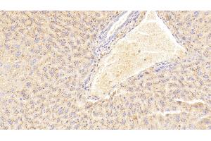 Detection of SAA2 in Mouse Liver Tissue using Polyclonal Antibody to Serum Amyloid A2 (SAA2) (SAA2 抗体  (AA 20-122))