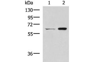 Western blot analysis of HT-29 and Lovo cell lysates using CGAS Polyclonal Antibody at dilution of 1:400 (C6orf150 抗体)