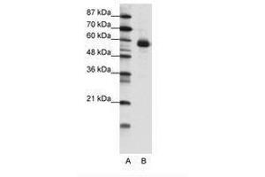 Image no. 1 for anti-Nuclear Factor, Interleukin 3 Regulated (NFIL3) (N-Term) antibody (ABIN202578) (NFIL3 抗体  (N-Term))