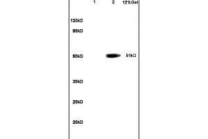 Lane 1: mouse embryo lysates Lane 2: human colon carcinoma lysates probed with Anti OCT2 Polyclonal Antibody, Unconjugated (ABIN737316) at 1:200 in 4C. (Oct-2 抗体  (AA 11-100))