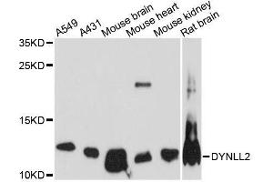 Western blot analysis of extracts of various cell lines, using DYNLL2 antibody. (DYNLL2 抗体  (AA 1-89))