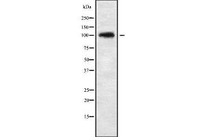 Western blot analysis of CHSY3 using NIH-3T3 whole cell lysates (CHSY3 抗体  (N-Term))
