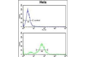 Flow cytometry analysis of Hela cells (bottom histogram) compared to a negative control cell (top histogram). (DAB2 抗体  (C-Term))