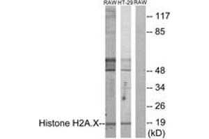 Western blot analysis of extracts from RAW246. (H2AFX 抗体  (AA 94-143))