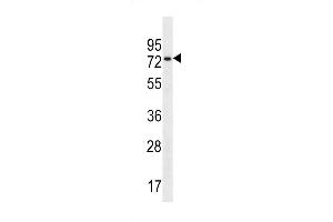 Western Blotting (WB) image for anti-Nuclear Speckle Splicing Regulatory Protein 1 (NSRP1) (AA 92-121), (N-Term) antibody (ABIN657003)