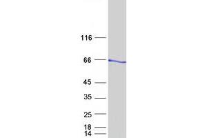 Validation with Western Blot (DOK1 Protein (Myc-DYKDDDDK Tag))