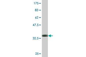 Western Blot detection against Immunogen (33. (ALDOA 抗体  (AA 21-95))