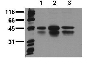 Western Blotting (WB) image for anti-cAMP Responsive Element Binding Protein 1 (CREB1) (pSer133) antibody (ABIN126754) (CREB1 抗体  (pSer133))