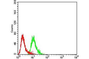 Flow cytometric analysis of SK-N-SH cells using GRM2 mouse mAb (green) and negative control (red). (GRM2 抗体  (AA 414-558))