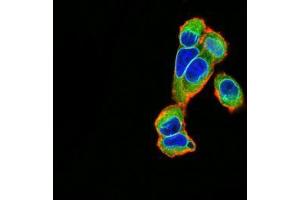 Immunofluorescence analysis of A549 cells using EMD mouse mAb (green). (Emerin 抗体  (AA 1-222))