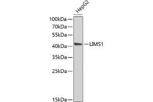 Western blot analysis of extracts of HepG2 cells, using LIMS1 antibody (ABIN6132049, ABIN6143233, ABIN6143235 and ABIN6222007) at 1:1000 dilution. (LIMS1 抗体  (AA 1-325))