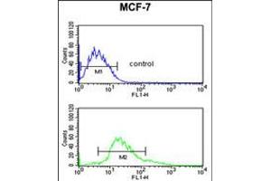 Flow cytometric analysis of MCF-7 cells (bottom histogram) compared to a negative control cell (top histogram). (Cytokeratin 1 抗体  (AA 415-443))
