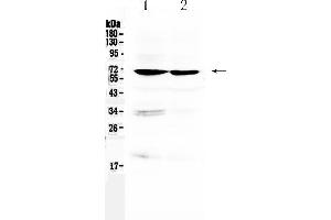 Western blot analysis of BMAL1/ARNTL using anti- BMAL1/ARNTL antibody . (ARNTL 抗体  (AA 58-156))
