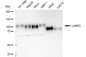 anti-Lysosomal-Associated Membrane Protein 2 (LAMP2) antibody