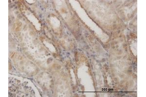 Immunoperoxidase of monoclonal antibody to EFHD1 on formalin-fixed paraffin-embedded human kidney. (EFHD1 抗体  (AA 168-238))