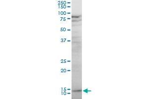 KLRF1 polyclonal antibody (A01), Lot # 051214JC01.