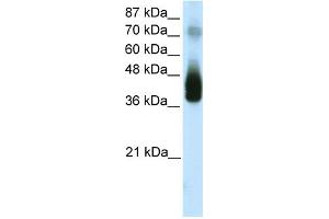 WB Suggested Anti-JUNB Antibody Titration:  1. (C-JUN 抗体  (N-Term))