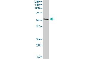 CNDP2 MaxPab rabbit polyclonal antibody. (CNDP2 抗体  (AA 1-475))