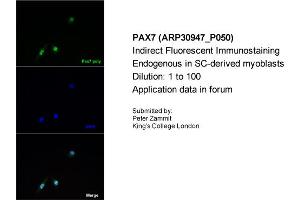 Immunofluorescence (IF) image for anti-Paired Box 7 (PAX7) (Middle Region) antibody (ABIN2777185)