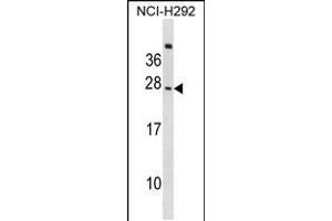 Western blot analysis in NCI-H292 cell line lysates (35ug/lane). (CD300c 抗体  (C-Term))