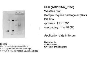 Western Blotting (WB) image for anti-Clusterin (CLU) (C-Term) antibody (ABIN2788692) (Clusterin 抗体  (C-Term))