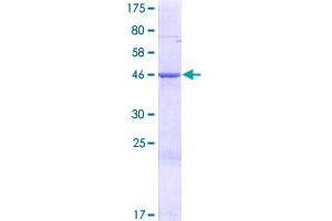 MRPS28 Protein (AA 1-187) (GST tag)