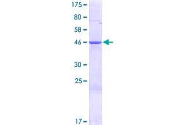 MRPS28 Protein (AA 1-187) (GST tag)
