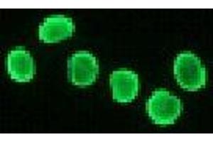 Immunofluorescence (IF) image for anti-Histone H2A antibody (ABIN1107544) (Histone H2A 抗体)