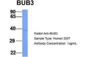 Host: Rabbit Target Name: BUB3 Sample Type: 293T Antibody Dilution: 1.