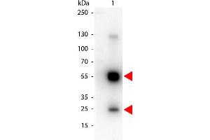 Western Blot of Peroxidase conjugated Goat anti-Rat IgG antibody. (山羊 anti-大鼠 IgG (Heavy & Light Chain) Antibody (HRP))