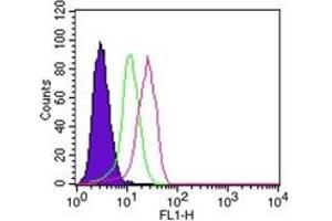 Image no. 2 for anti-Nuclear Factor of kappa Light Polypeptide Gene Enhancer in B-Cells Inhibitor, alpha (NFKBIA) (AA 32-291) antibody (ABIN208062) (NFKBIA 抗体  (AA 32-291))