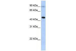 EPX antibody used at 1 ug/ml to detect target protein. (EPX 抗体  (Middle Region))