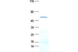 Validation with Western Blot