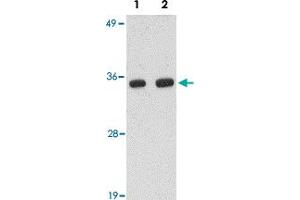 Western blot analysis of POLR3F in human brain tissue lysate with POLR3F polyclonal antibody  at (Lane 1) 0. (POLR3F 抗体  (N-Term))