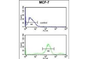 RUVBL1 Antibody (ABIN650671 and ABIN2838241) flow cytometry analysis of MCF-7 cells (bottom histogram) compared to a negative control cell (top histogram). (RUVBL1 抗体)