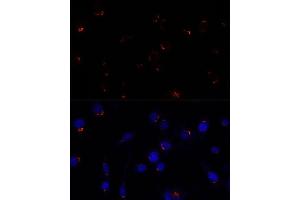 Immunofluorescence analysis of L929 cells using GOLG antibody (ABIN7267496) at dilution of 1:100. (GOLGA5 抗体  (AA 1-300))