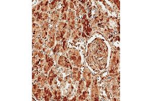 Immunohistochemical analysis of paraffin-embedded Human kidney tissue using (ABIN390450 and ABIN2840824) performed on the Leica® BOND RXm. (Albumin 抗体  (C-Term))