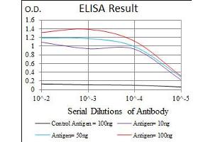 Image no. 4 for anti-Hexosaminidase A (HEXA) antibody (ABIN1498642) (Hexosaminidase A 抗体)