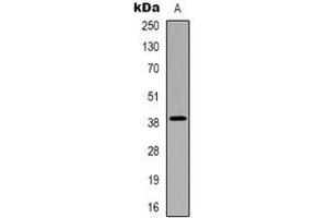 Western blot analysis of CHST13 expression in HepG2 (A) whole cell lysates. (CHST13 抗体)