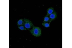 Immunofluorescent analysis of PC-3 cells using ABIN7146420 at dilution of 1:100 and Alexa Fluor 488-congugated AffiniPure Goat Anti-Rabbit IgG(H+L) (PDE1C 抗体  (AA 542-634))