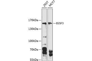 Western blot analysis of extracts of various cell lines, using IGSF3 Antibody (ABIN6128111, ABIN6142271, ABIN6142273 and ABIN6216079) at 1:1000 dilution. (IGSF3 抗体  (AA 350-562))