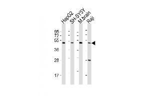 All lanes : Anti-CTBP1 Antibody (C-term) at 1:2000 dilution Lane 1: HepG2 whole cell lysates Lane 2: SH-SY5Y whole cell lysates Lane 3: mouse brain lysates Lane 4: Raji whole cell lysates Lysates/proteins at 20 μg per lane. (CTBP1 抗体  (C-Term))