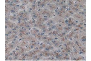 IHC-P analysis of Human Liver Tissue, with DAB staining. (CLEC10A 抗体  (AA 71-239))