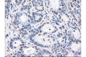 Image no. 3 for anti-P450 (Cytochrome) Oxidoreductase (POR) antibody (ABIN1497743) (POR 抗体)