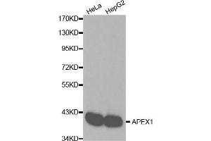 Western blot analysis of extracts of various cell lines, using APEX1 antibody. (APEX1 抗体)