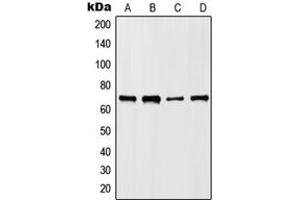 Western blot analysis of HKR1 expression in HepG2 (A), NIH3T3 (B), mouse liver (C), rat liver (D) whole cell lysates.