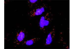 Proximity Ligation Assay (PLA) image for anti-Mitogen-Activated Protein Kinase 8 (MAPK8) (AA 1-384) antibody (ABIN519235)